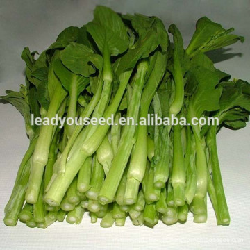 MPK05 Xingtai 60 Tage Hochertrag Hybrid Pakchoi Samen f1